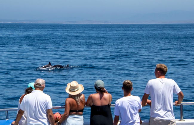 Avistamiento de ballenas y delfines en Barbate - Foto 3