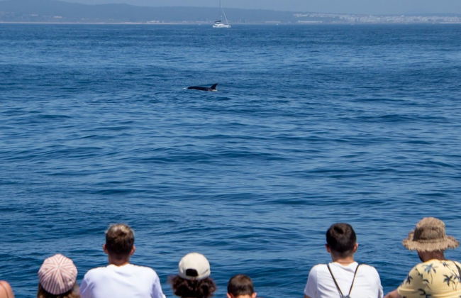 Avistamiento de ballenas y delfines en Barbate - Foto 1