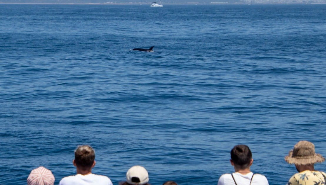 Avistamiento de ballenas y delfines en Barbate - Foto 1