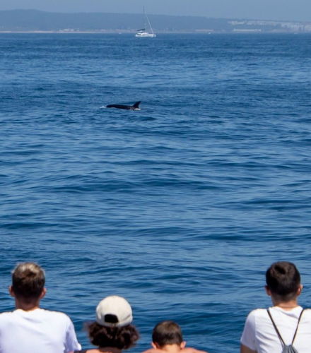 Foto de Avistamiento de ballenas y delfines en Barbate