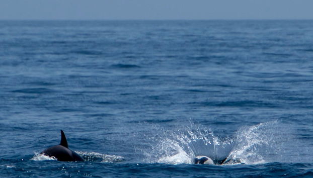 Avistamiento de ballenas y delfines en Barbate - Foto 2