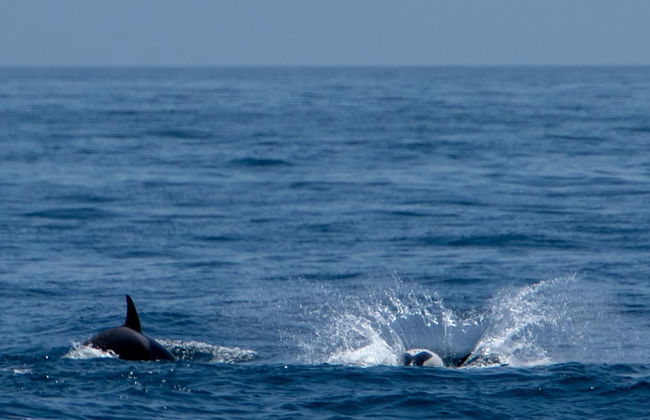 Avistamiento de ballenas y delfines en Barbate - Foto 2