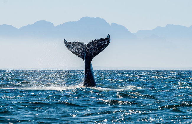 Avistamiento de ballenas y delfines en Barbate - Foto 7