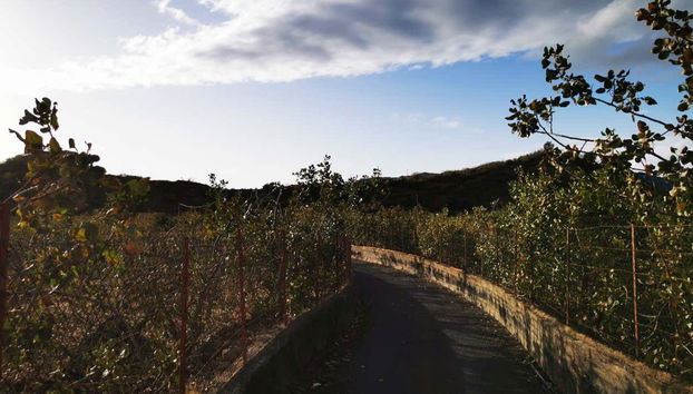 Private Bronte Pistacchio Tour - Photo 3
