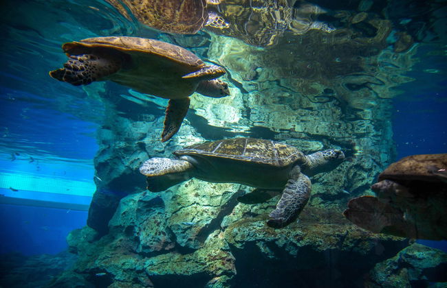 Entrada a LEGOLAND® Japón - Foto 7