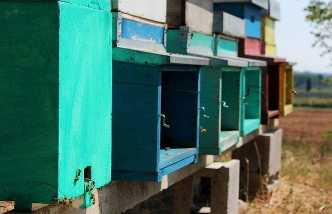 Beekeeping Farm Visit + Tasting - Photo 2