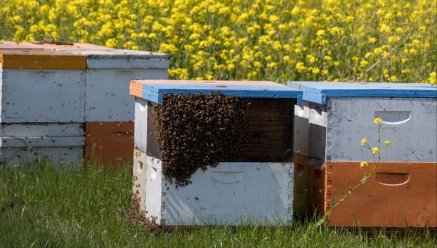 Vista a un'azienda apistica + Degustazione - Foto 3