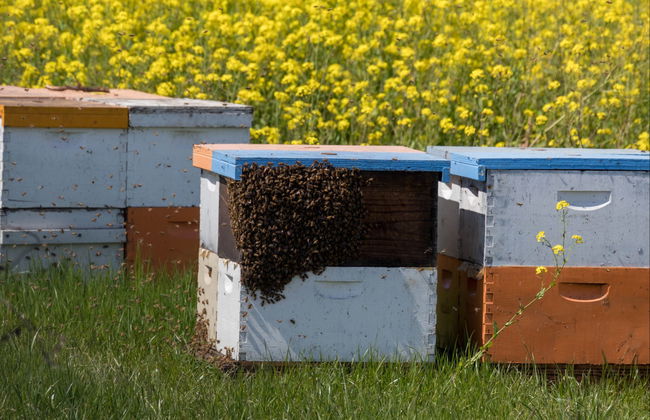 Vista a un'azienda apistica + Degustazione - Foto 3