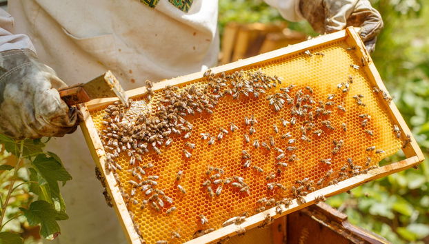 Vista a un'azienda apistica + Degustazione - Foto 2