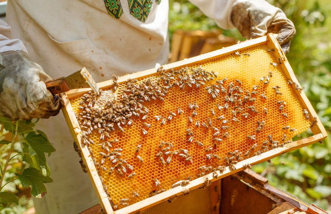 Vista a un'azienda apistica + Degustazione - Foto 2