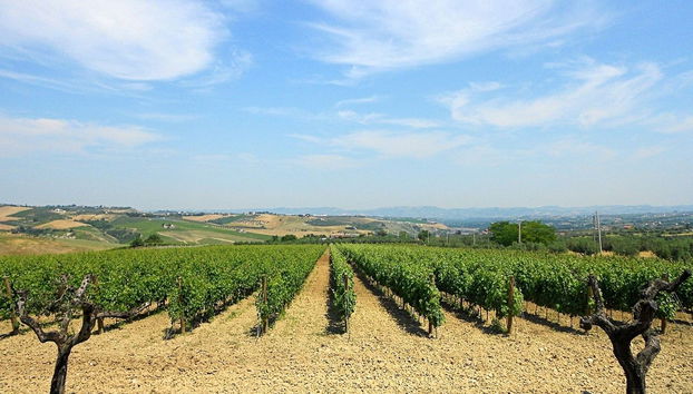 Marchesi de' Cordano Winery Tour - Foto 2