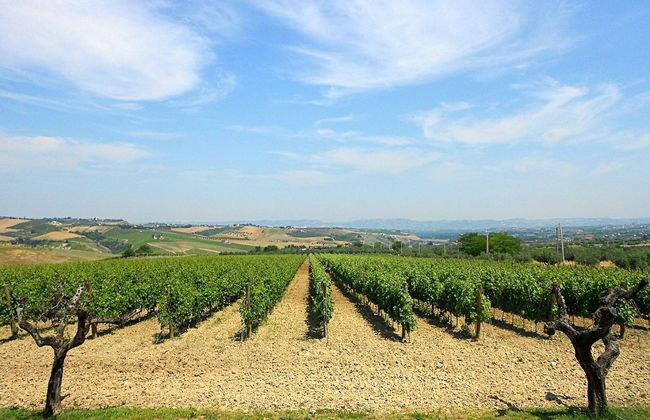 Marchesi de' Cordano Winery Tour - Foto 2