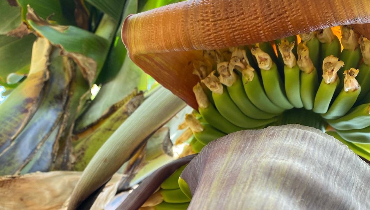 Banana Farm Free Tour - Foto 1