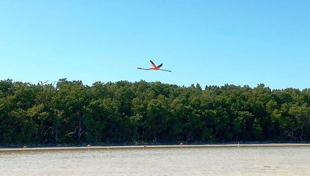 Excursión a Sisal y Celestún - Foto 4