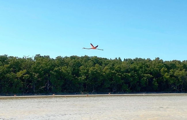 Sisal & Celestún Tour - Foto 4