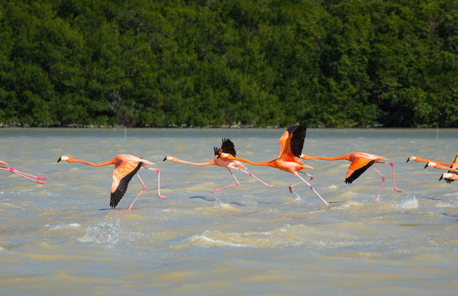 Excursión a Sisal y Celestún - Foto 6
