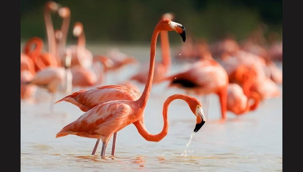 Flamencos en la ría de Celestún