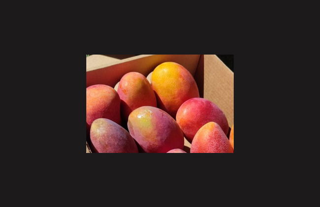 Visita a una finca de café y frutas tropicales - Foto 5