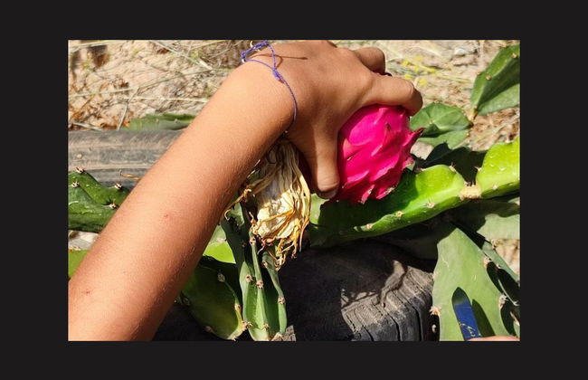 Visita a una finca de café y frutas tropicales - Foto 7
