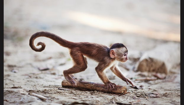 Tour de 2 días por Misahuallí - Foto 3
