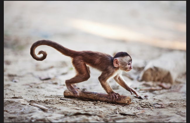 Tour de 2 días por Misahuallí - Foto 3