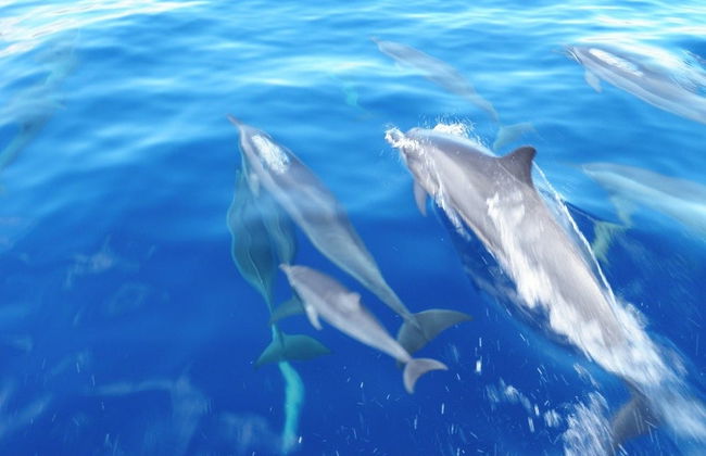 Snorkeling & Dolphin Watching in Lanai - Photo 2