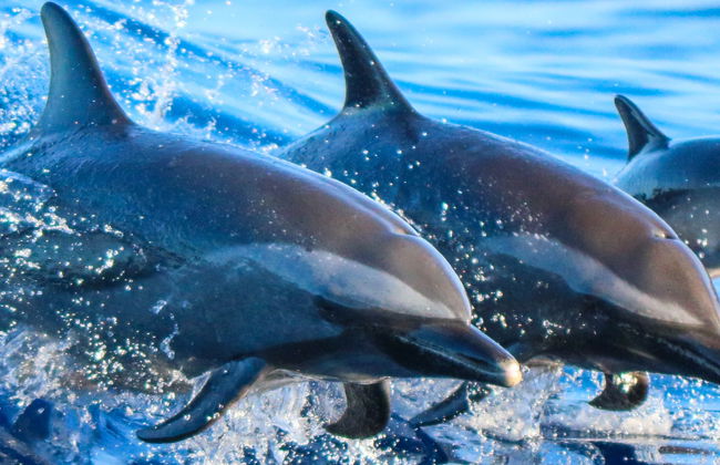 Snorkeling & Dolphin Watching in Lanai - Photo 6