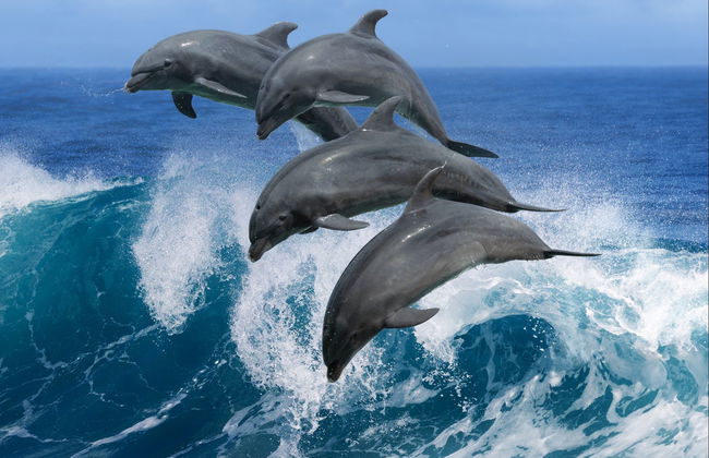 Snorkeling e avvistamento di delfini a Lanai - Foto 1