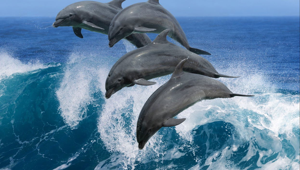 Snorkel e avistamento de golfinhos em Lanai - Foto 1