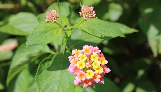 Lake Duluti Hiking Route - Photo 4
