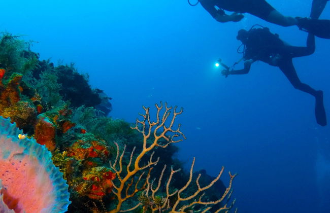 Buceo nocturno en Cozumel - Foto 6