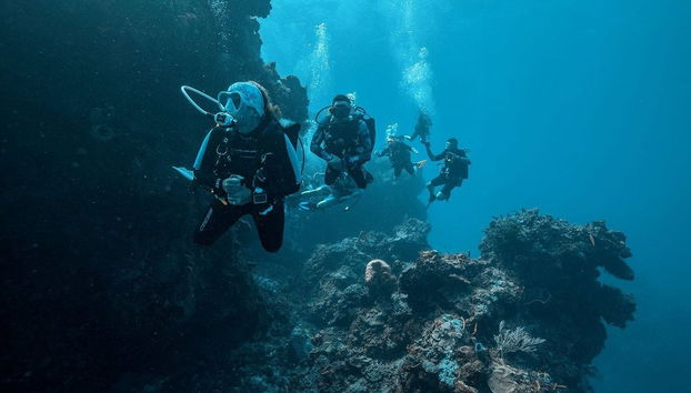 Buceo nocturno en Cozumel - Foto 3