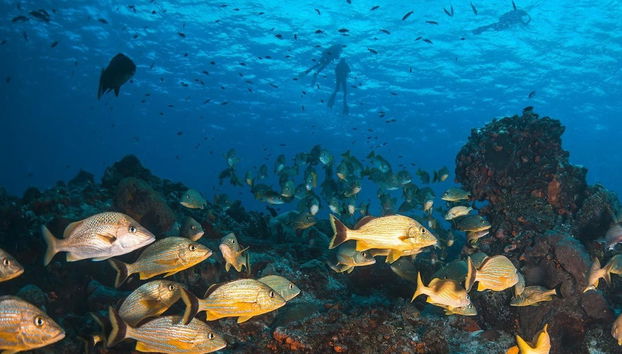 Buceo nocturno en Cozumel - Foto 5