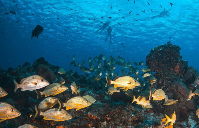 Buceo nocturno en Cozumel - Foto 5