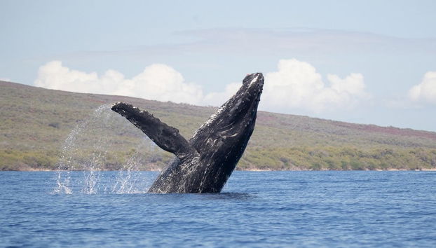 Avistamento de baleias em Maui - Foto 2