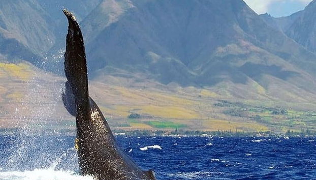 Avistamento de baleias em Maui - Foto 3