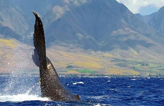 Avvistamento di balene a Maui - Foto 3