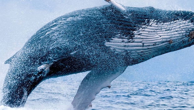 Avistamento de baleias em Maui - Foto 5