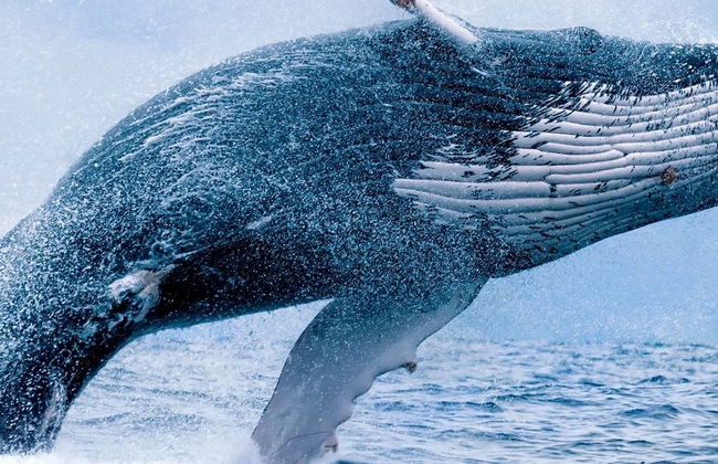 Whale Watching in Maui - Photo 3