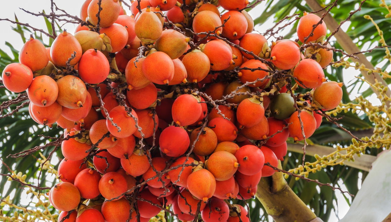 Visite guidée du centre écoculturel de Palma de Cera