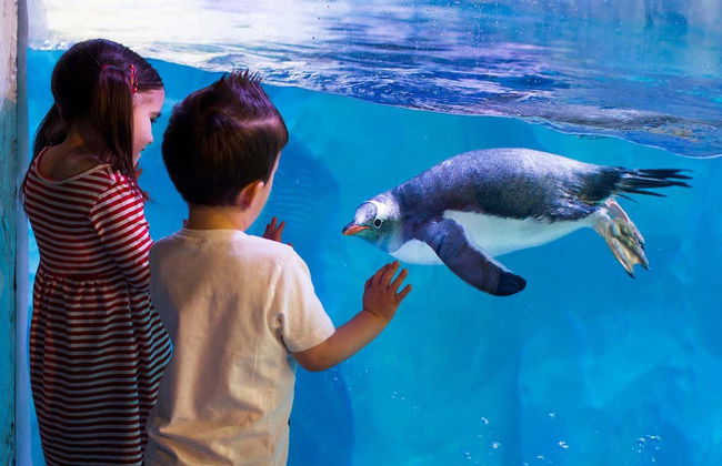 Billet pour SEA LIFE® Birmingham - Photo 4