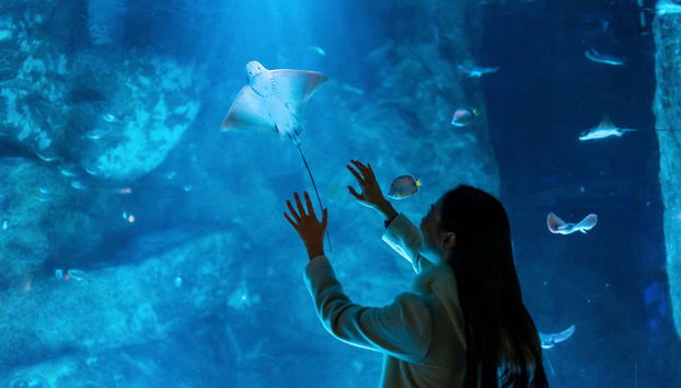 Biglietti per SEA LIFE® Birmingham - Foto 4