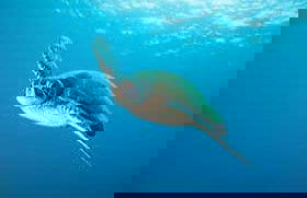 Billet pour SEA LIFE® Birmingham - Photo 5