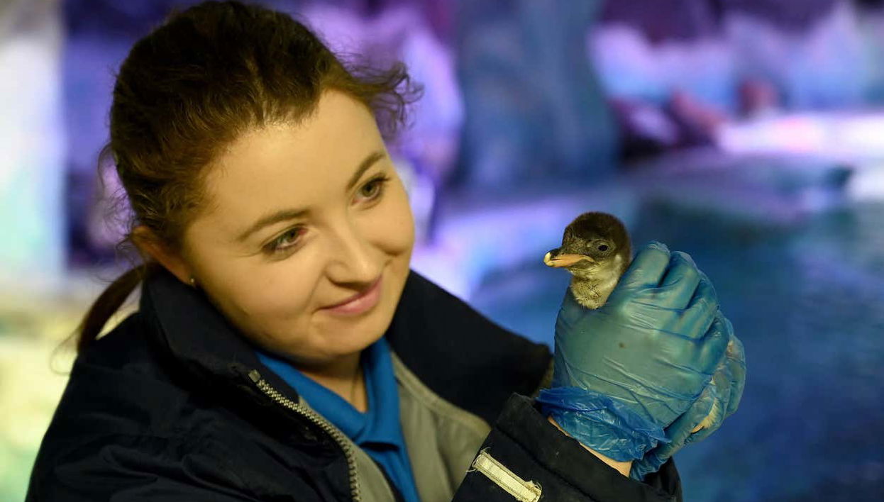 Biglietti per SEA LIFE® Birmingham - Foto 1