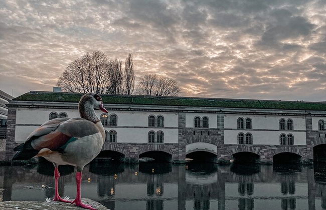 Estrasburgo: tour gastronómico y paseo por la ciudad vieja - Foto 10