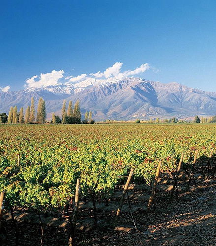 Foto de Tour a Viñedo Concha y Toro