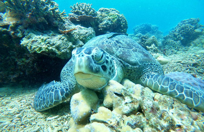 Snorkelling in Gili Meno - Photo 2
