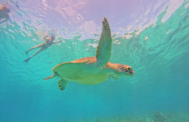Snorkelling in Gili Meno - Photo 4