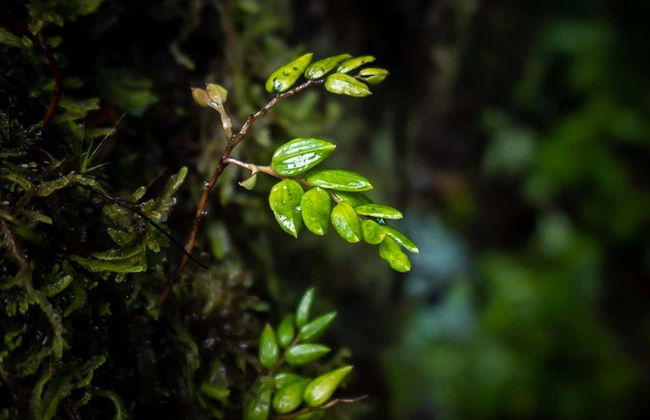 Trekking serale al Parque Tepuhueico - Foto 1