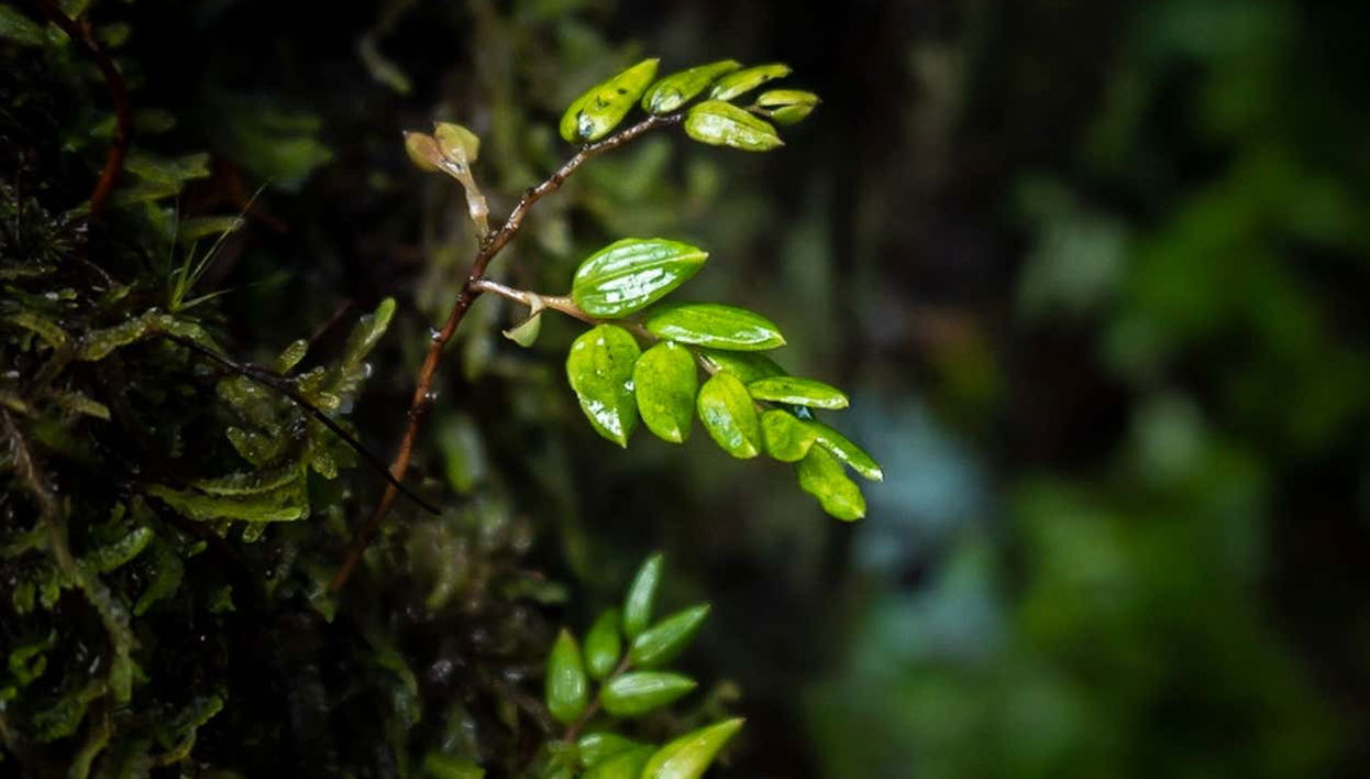 Trekking serale al Parque Tepuhueico - Foto 1